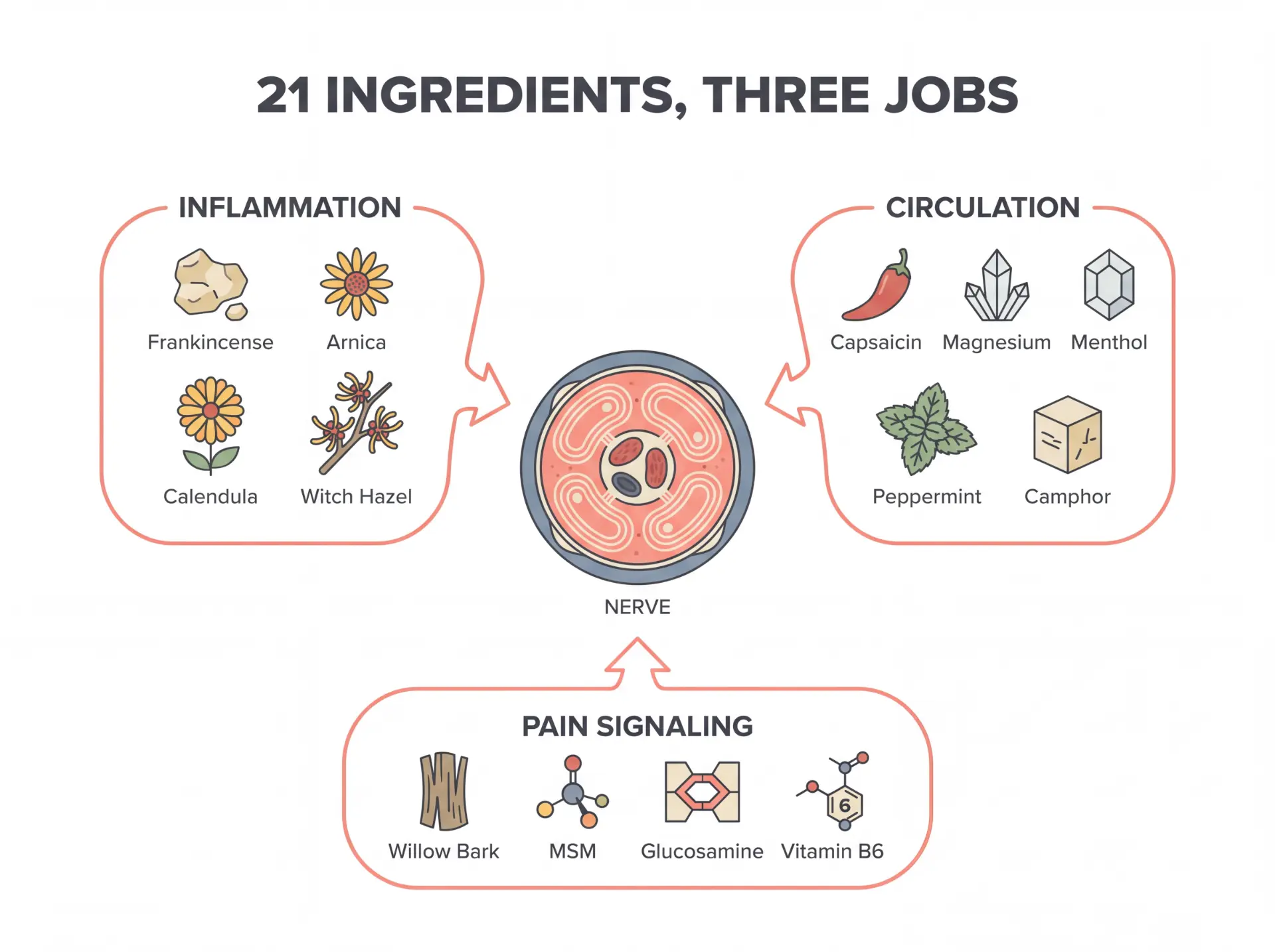 21 ingredients, three jobs: inflammation, circulation, and pain signaling ingredient groups feeding a central nerve.